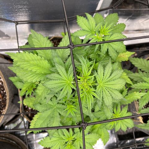 Mimosa Cake Auto growlog timeline photo