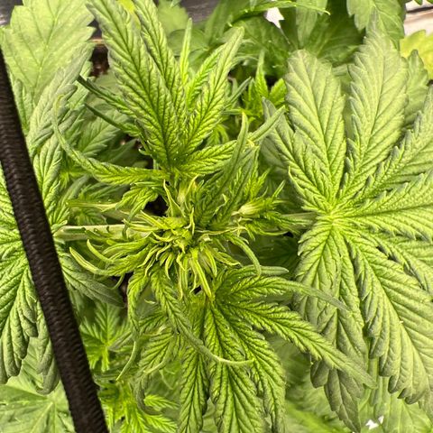 Mimosa Cake Auto growlog timeline photo
