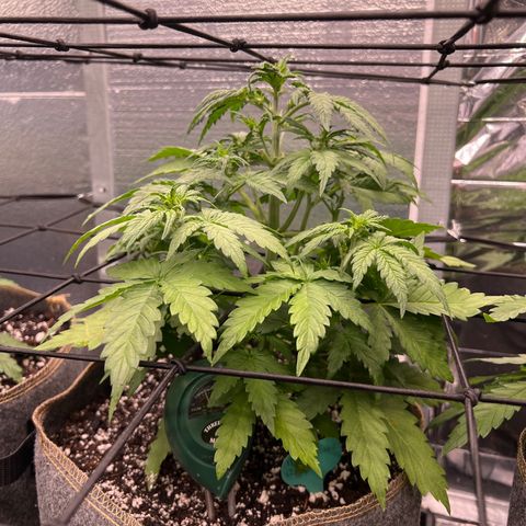 Mimosa Cake Auto growlog timeline photo