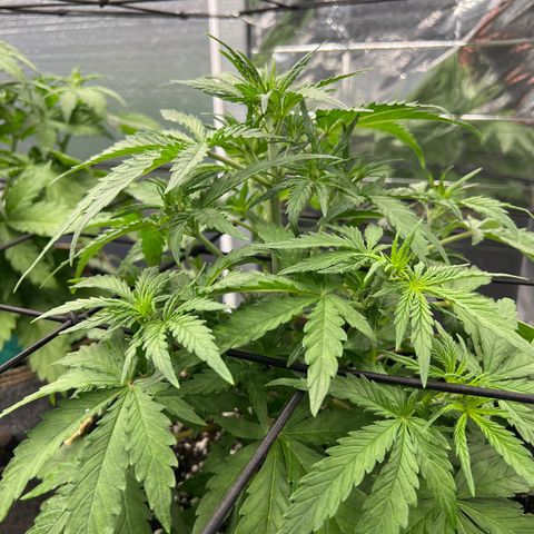 Wedding Glue Auto growlog timeline photo