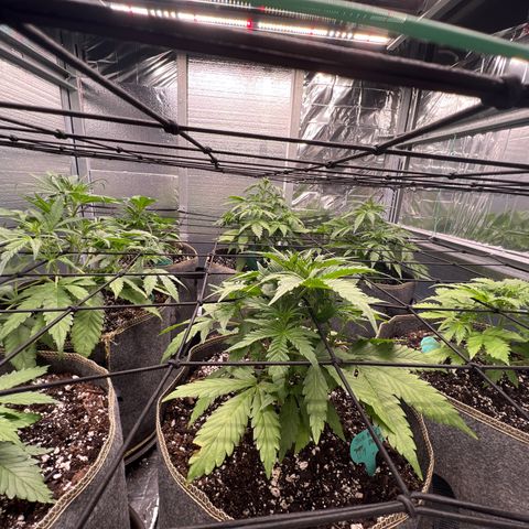 The volunteer (Maui Waui) growlog timeline photo