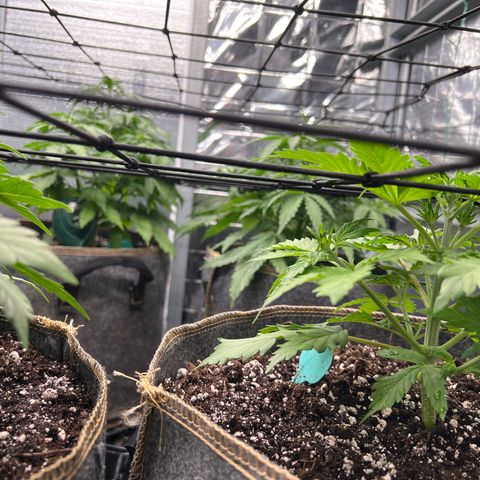 The volunteer (Maui Waui) growlog timeline photo