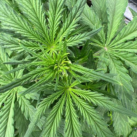 Wedding Glue Auto growlog timeline photo