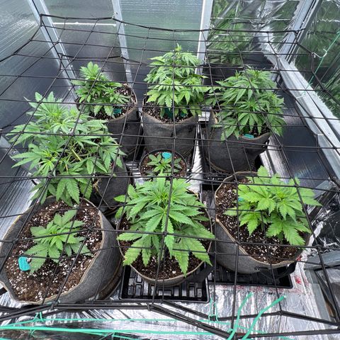 The volunteer (Maui Waui) growlog timeline photo