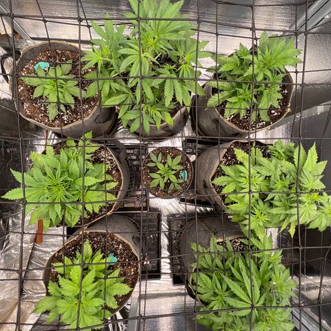 The volunteer (Maui Waui) growlog timeline photo