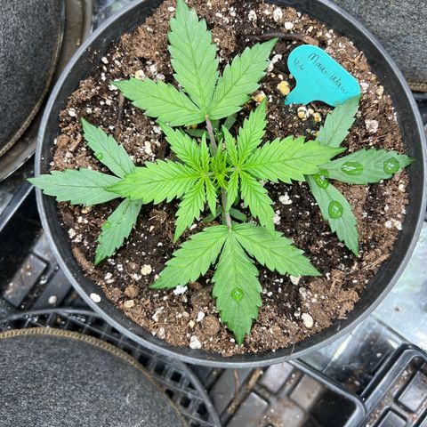 Hawaii Maui Waui Automatic growlog timeline photo