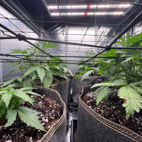The volunteer (Maui Waui) growlog timeline photo
