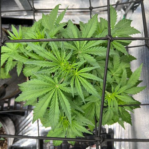 Wedding Glue Auto growlog timeline photo