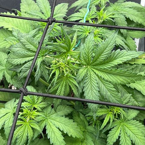 Mimosa Cake Auto growlog photo: Started to bend over to begin weaving into the net.