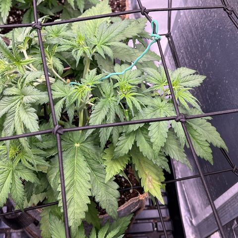 Mimosa Cake Auto growlog timeline photo