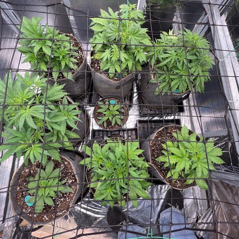 The volunteer (Maui Waui) growlog timeline photo