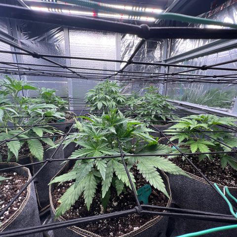 The volunteer (Maui Waui) growlog timeline photo