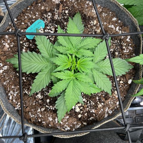The volunteer (Maui Waui) growlog timeline photo