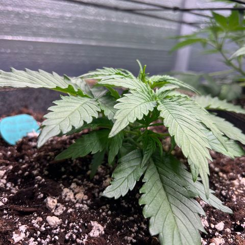 The volunteer (Maui Waui) growlog timeline photo
