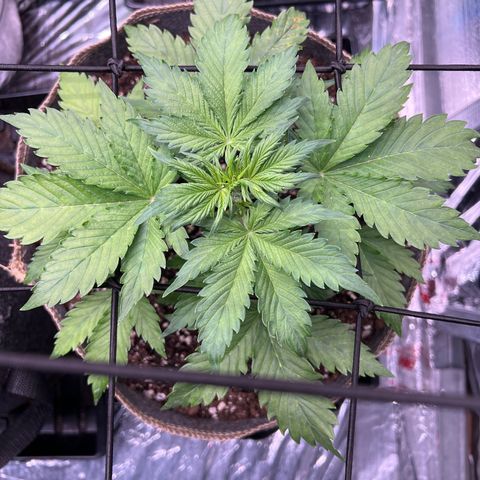 Maui waui 2 growlog timeline photo