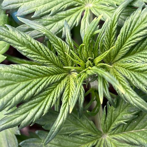 Maui waui 2 growlog timeline photo