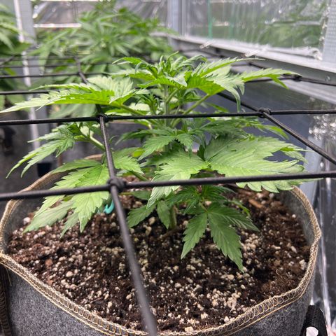 Maui waui 2 growlog timeline photo