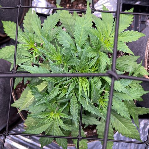 Original Auto Jack Herer growlog timeline photo