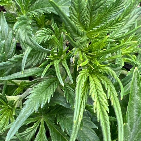 Original Auto Jack Herer growlog timeline photo