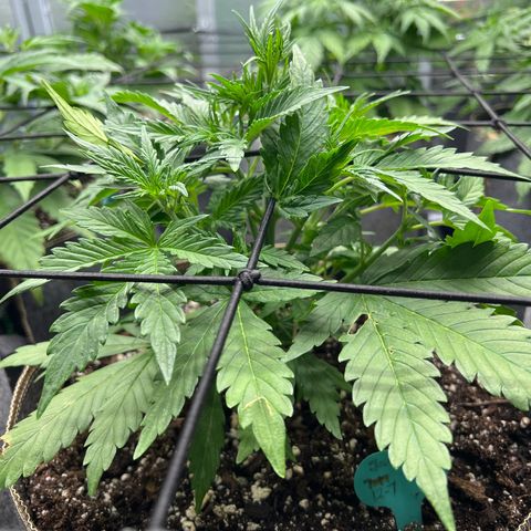 Original Auto Jack Herer growlog timeline photo