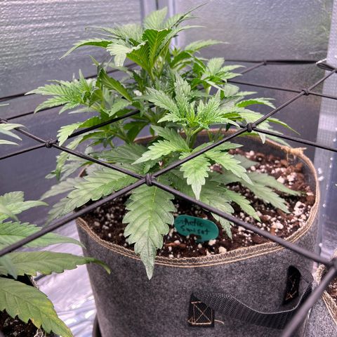 Arctic Sunset growlog timeline photo