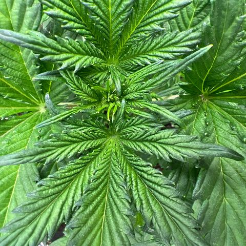 Arctic Sunset growlog timeline photo