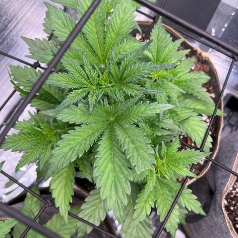 Arctic Sunset growlog timeline photo