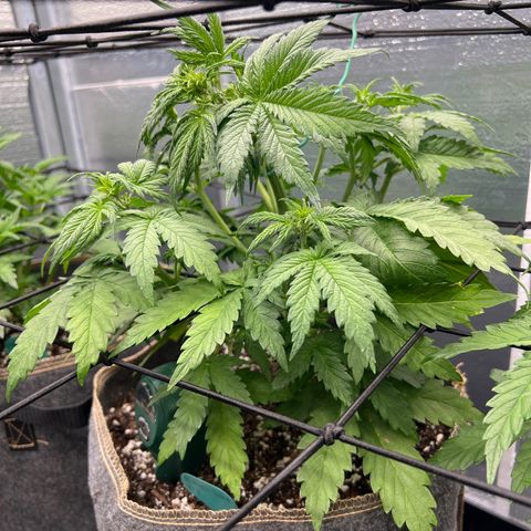 Mimosa Cake Auto growlog timeline photo