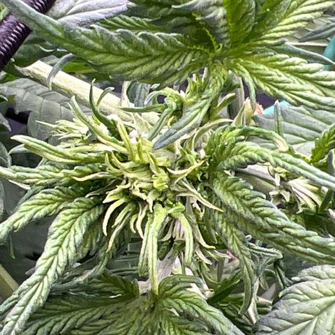 Mimosa Cake Auto growlog timeline photo