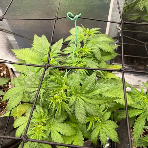 Mimosa Cake Auto growlog timeline photo