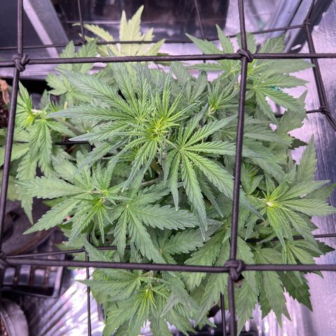 Wedding Glue Auto growlog timeline photo