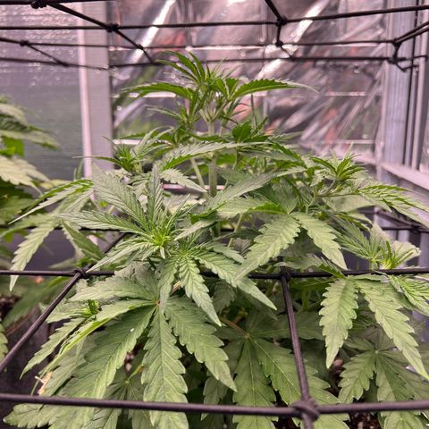Wedding Glue Auto growlog timeline photo