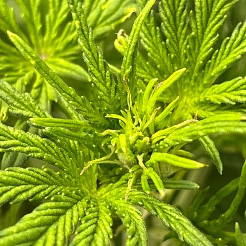 Wedding Glue Auto growlog timeline photo