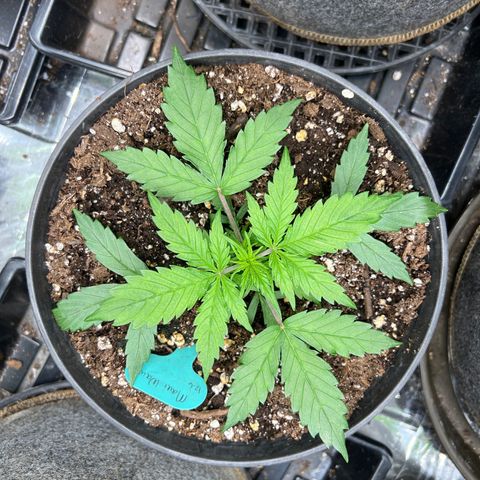 Hawaii Maui Waui Automatic growlog timeline photo