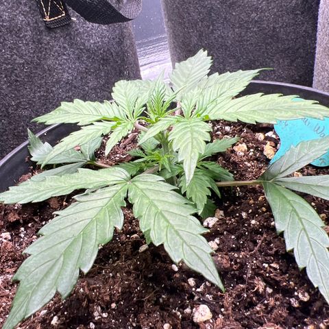 Hawaii Maui Waui Automatic growlog timeline photo