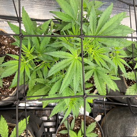 Blueberry Kush Automatic growlog timeline photo