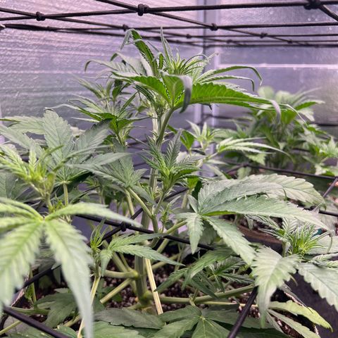 Blueberry Kush Automatic growlog timeline photo