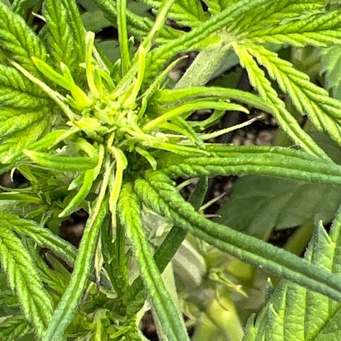 Blueberry Kush Automatic growlog timeline photo