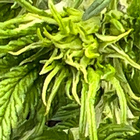 Mimosa Cake Auto growlog timeline photo