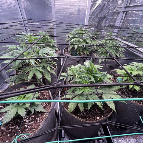 The volunteer (Maui Waui) growlog timeline photo