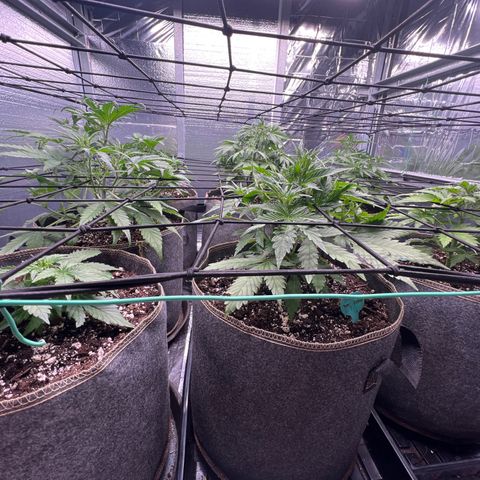 The volunteer (Maui Waui) growlog timeline photo