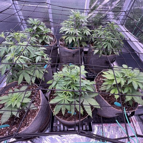 The volunteer (Maui Waui) growlog timeline photo