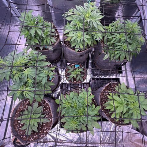The volunteer (Maui Waui) growlog timeline photo