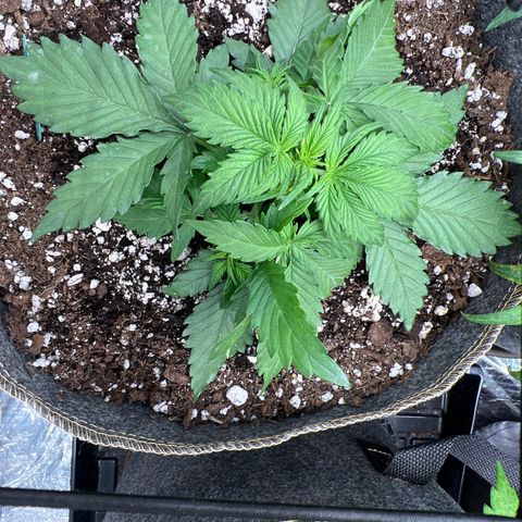 The volunteer (Maui Waui) growlog photo: Just not gaining much height…