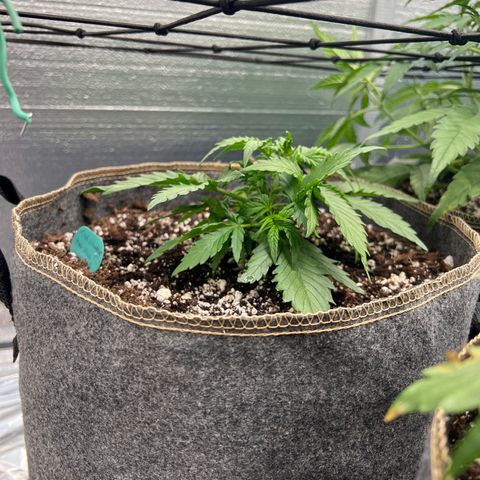 The volunteer (Maui Waui) growlog photo: Just not gaining much height…