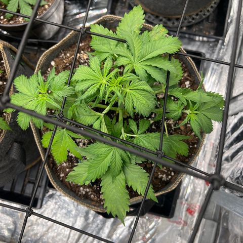 Maui waui 2 growlog timeline photo