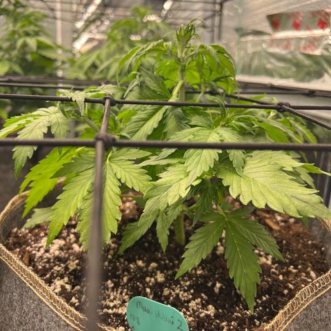 Maui waui 2 growlog timeline photo