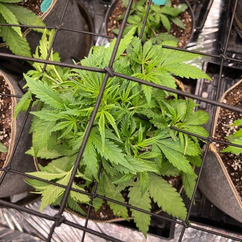 Original Auto Jack Herer growlog timeline photo