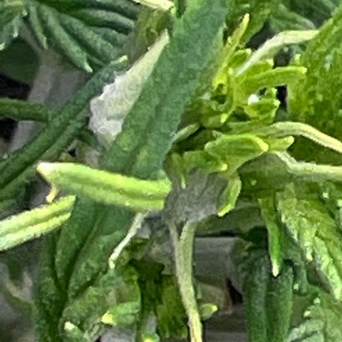 Original Auto Jack Herer growlog timeline photo