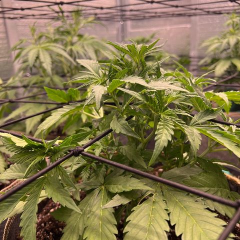 Original Auto Jack Herer growlog timeline photo